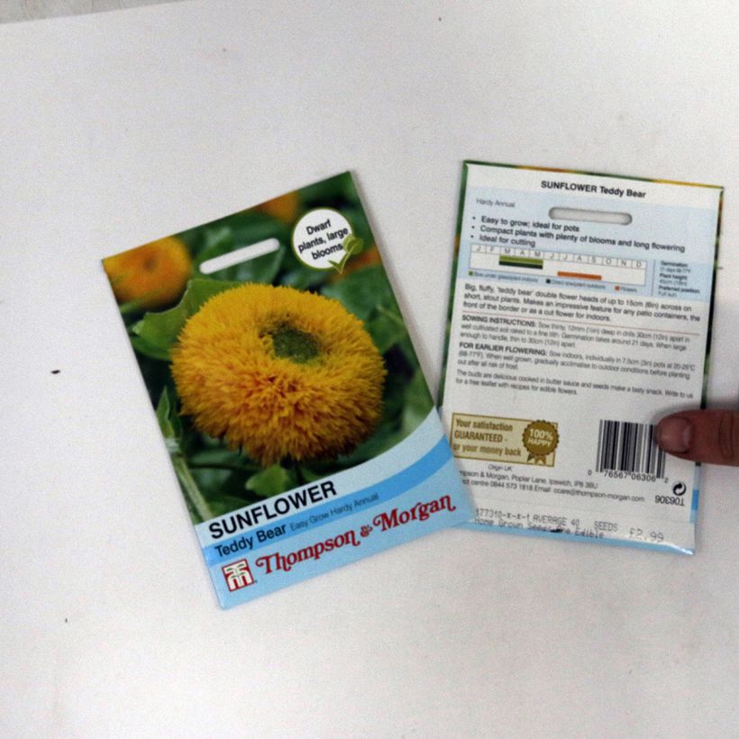 Esimerkki toimitetusta Isoauringonkukka Teddy Bear (siemenet) per pack of 40 seeds-taimesta