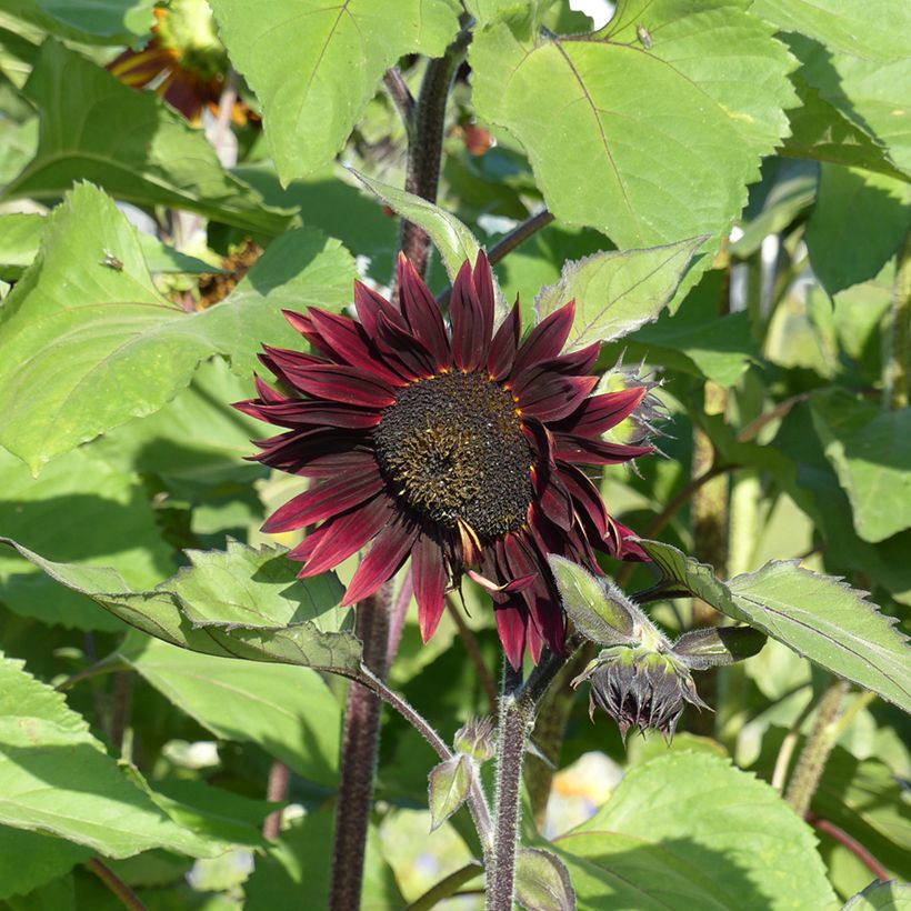 Isoauringonkukka Velvet Queen (siemenet) (Kukinta)