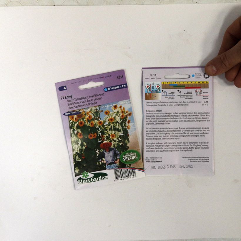 Esimerkki toimitetusta Isoauringonkukka Kong F1 (siemenet) per pack of 18 seeds-taimesta
