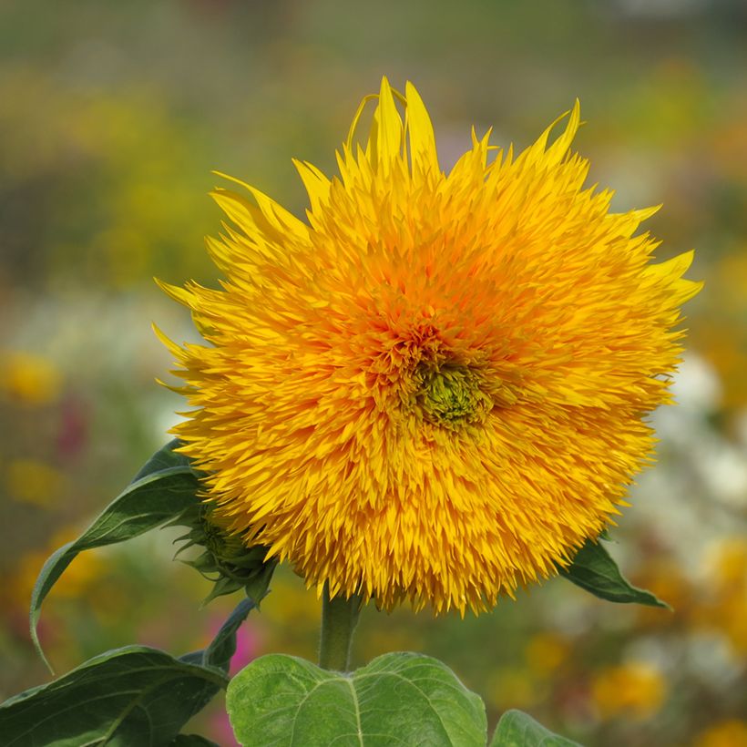 Isoauringonkukka Sungold (siemenet) (Kukinta)