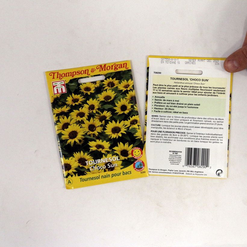Esimerkki toimitetusta Isoauringonkukka Choco Sun (siemenet) per 0.2 g seed pack-taimesta