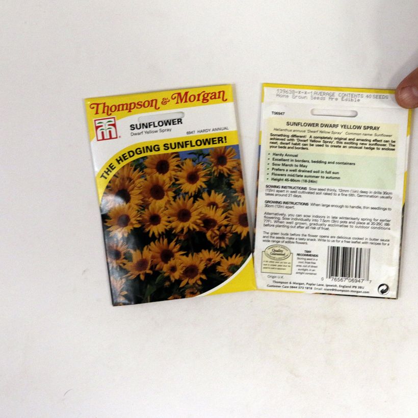 Esimerkki toimitetusta Isoauringonkukka Dwarf Yellow Spray (siemenet) per pack of 40 seeds-taimesta