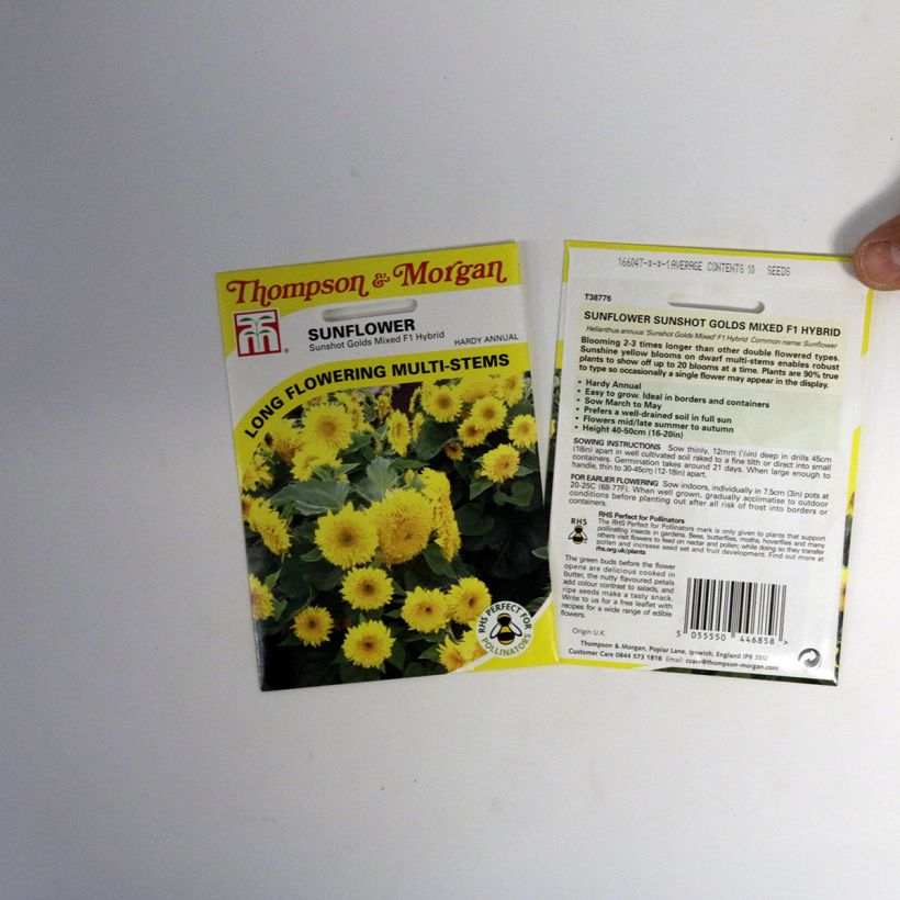 Esimerkki toimitetusta Isoauringonkukka Sunshots Golds Mixed (siemenet) per pack of 10 seeds-taimesta