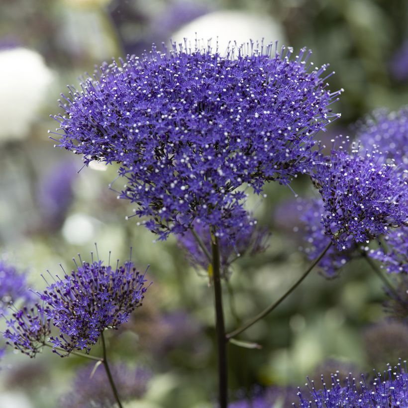 Trachelium caeruleum Black Knight (siemenet) (Kukinta)