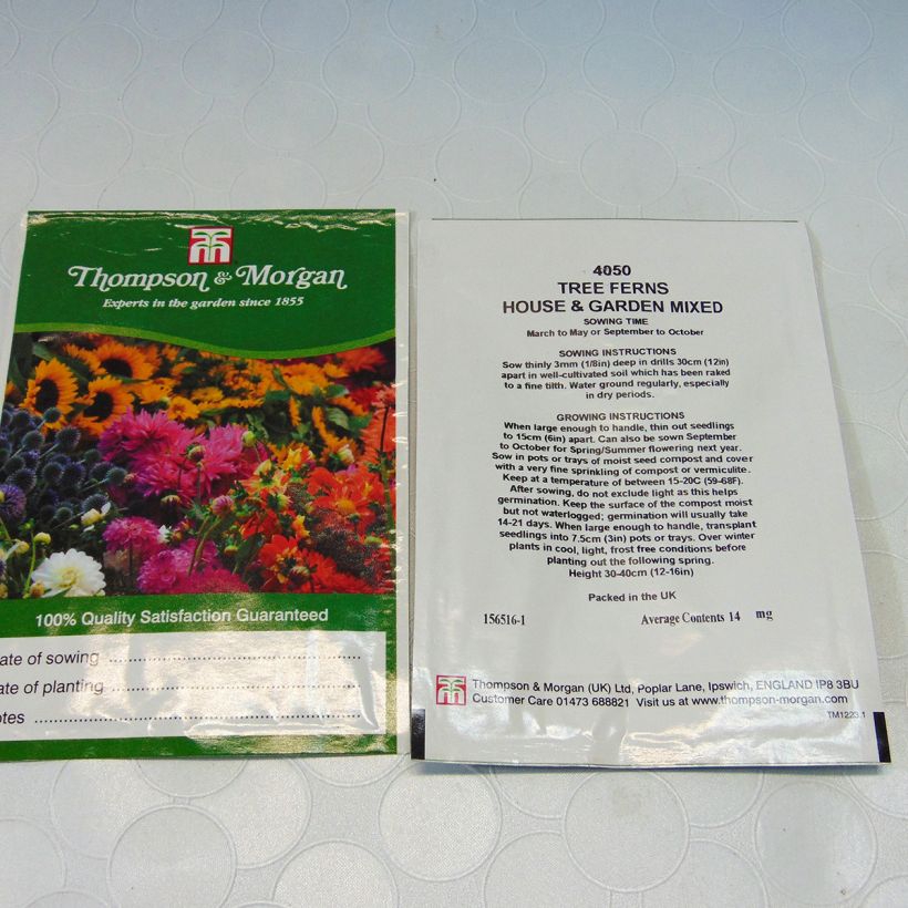 Esimerkki toimitetusta Tree Fern House & Garden Mixed (siemenet) per pack of 25 seeds-taimesta