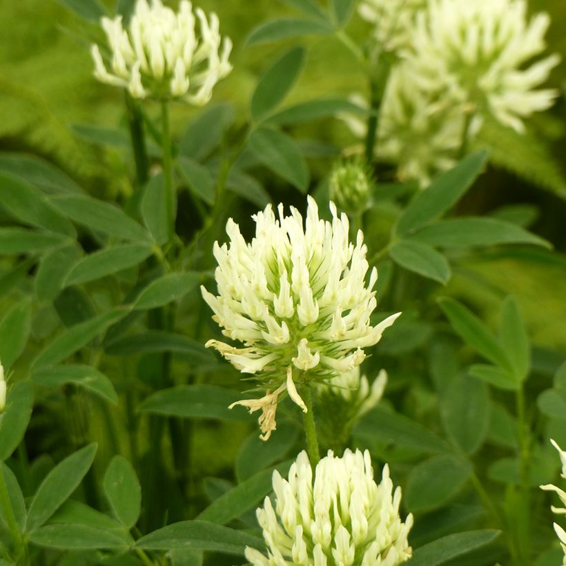 Kalvasapila (siemenet) - Trifolium ochroleucon (Kukinta)