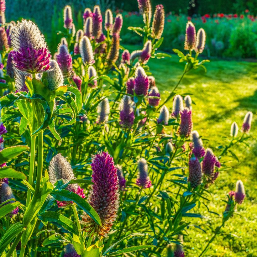 Rusoapila (siemenet) - Trifolium rubens (Kasvutapa)