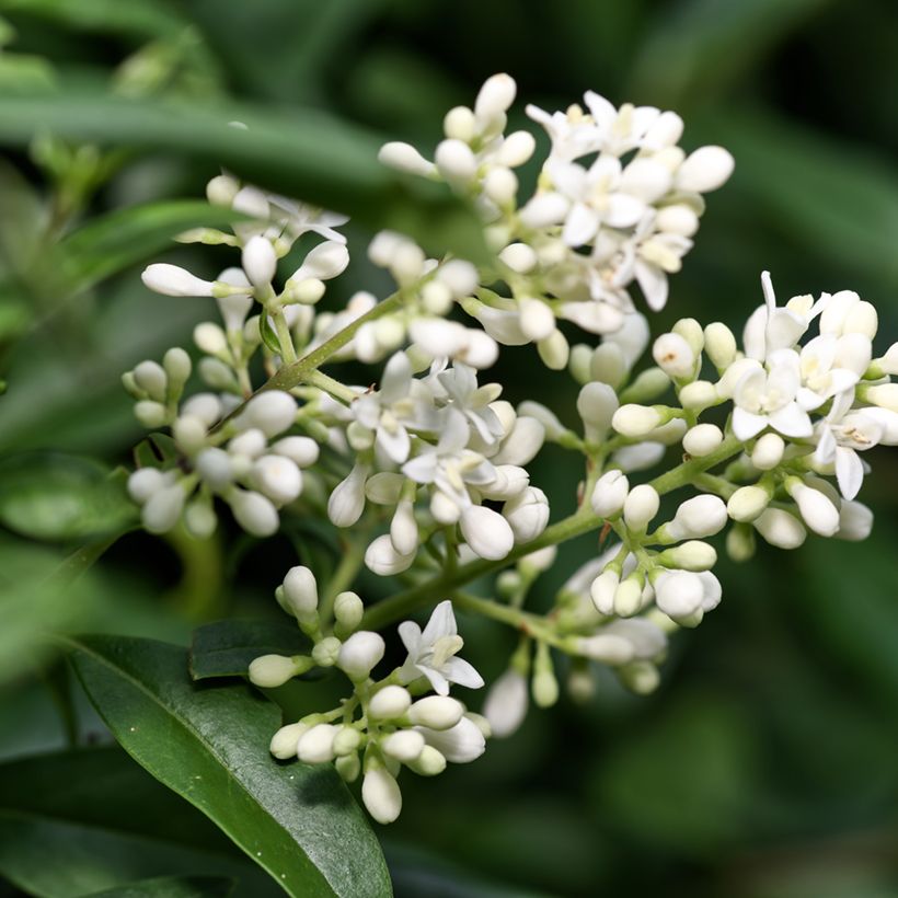 Aitalikusteri (siemenet) - Ligustrum vulgare (Kukinta)