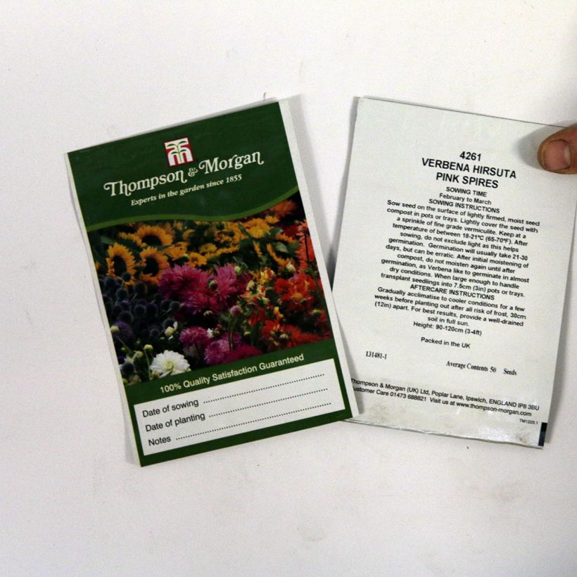 Esimerkki toimitetusta Tähkäverbena Pink Spires (siemenet) per pack of 50 seeds-taimesta