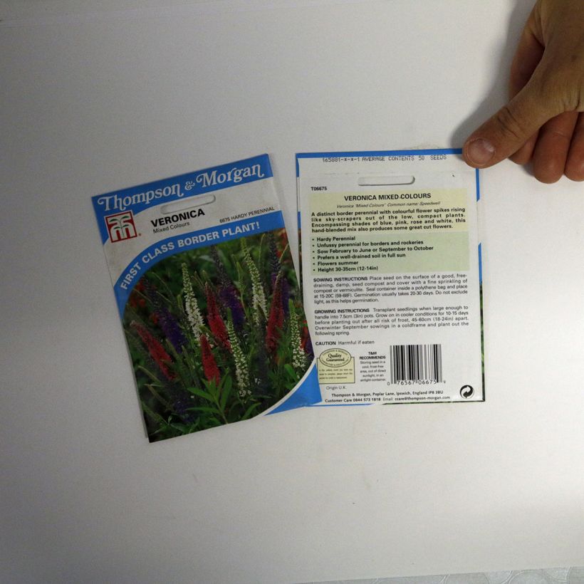 Esimerkki toimitetusta Tädykkee Mixed colours (siemenet) per pack of 50 seeds-taimesta