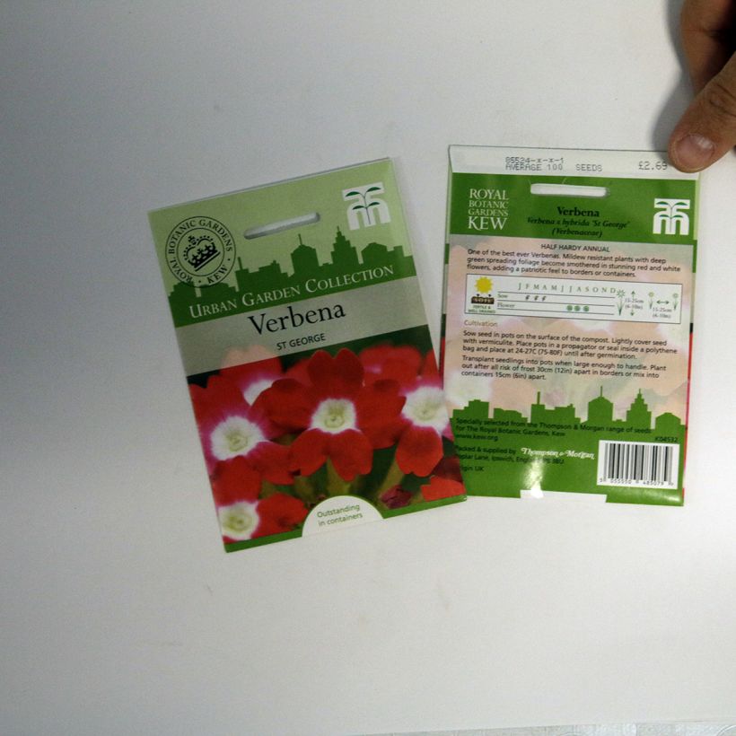 Esimerkki toimitetusta Tarhaverbena St George (siemenet) per pack of 100 seeds-taimesta