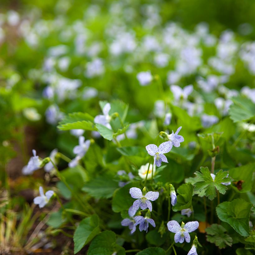 Perhosorvokki Freckles (siemenet) (Kasvutapa)