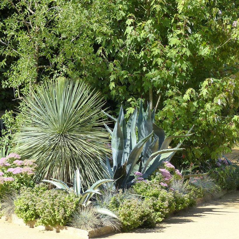 Jukka (siemenet) - Yucca rostrata (Kasvutapa)