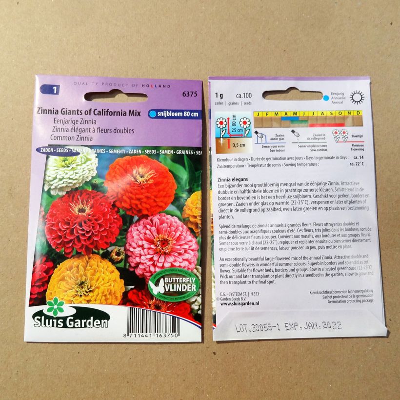 Esimerkki toimitetusta Isotsinnia Giant of California Mix (siemenet) 100 siemenen pussi (1g)-taimesta