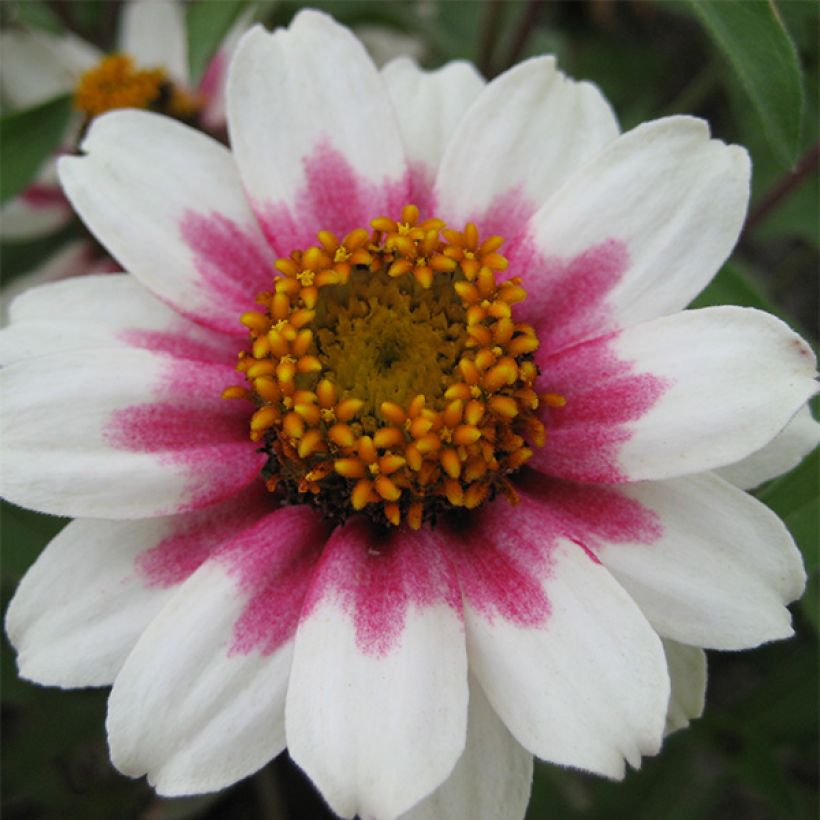 Loistotsinnia Zahara Starlight Rose (siemenet) (Kukinta)