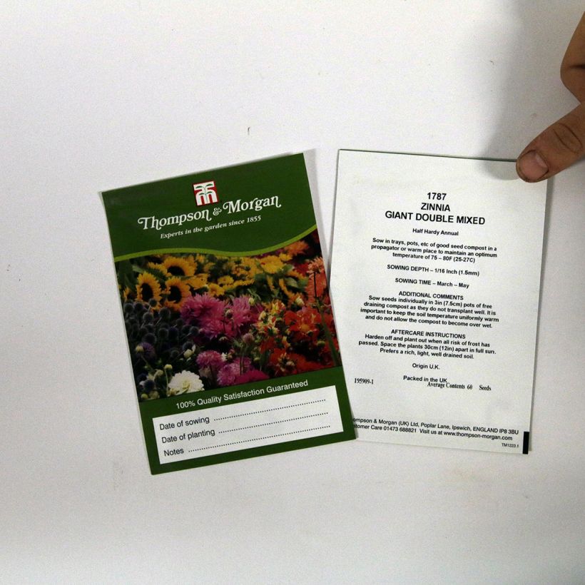 Esimerkki toimitetusta Isotsinnia Giant Double Mixed (siemenet) per pack of 60 seeds-taimesta