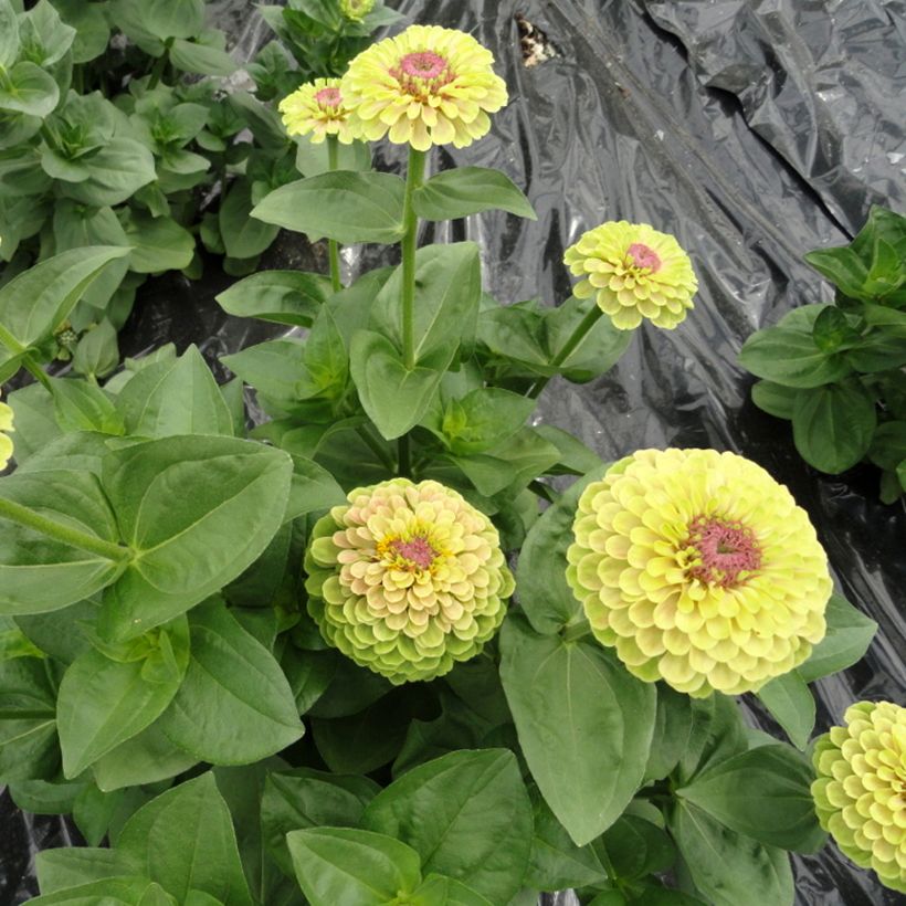 Isotsinnia Queen Lime with Blotch (siemenet) (Kasvutapa)