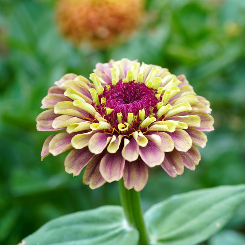 Isotsinnia Queen Red Lime (siemenet) (Kukinta)