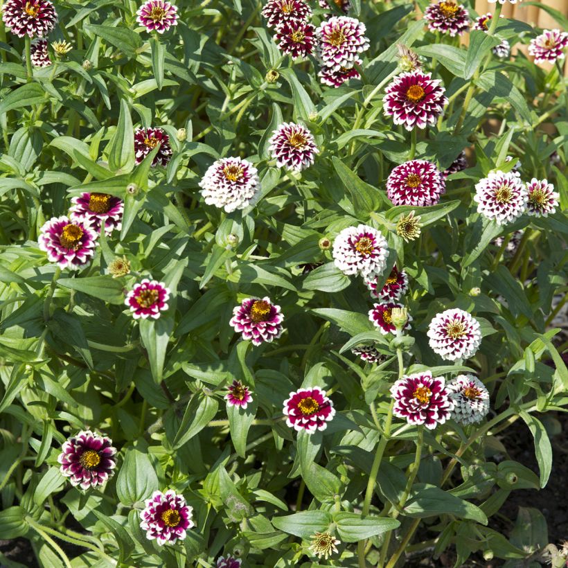 Kultatsinnia Jazzy Red (siemenet) (Kasvutapa)