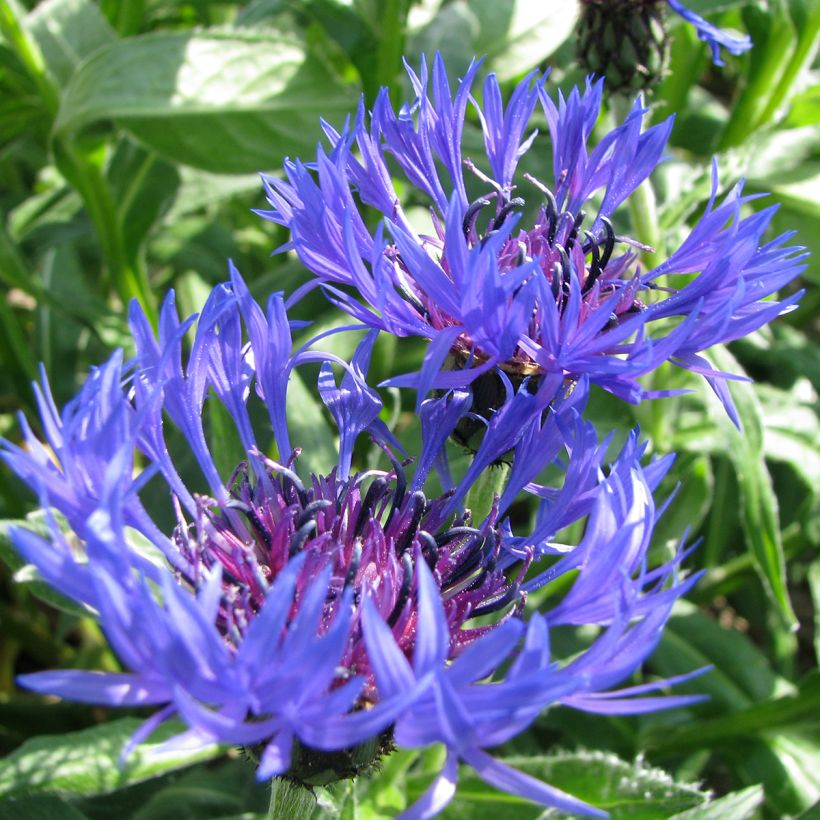Vuorikaunokki (siemenet) - Centaurea montana (Kukinta)