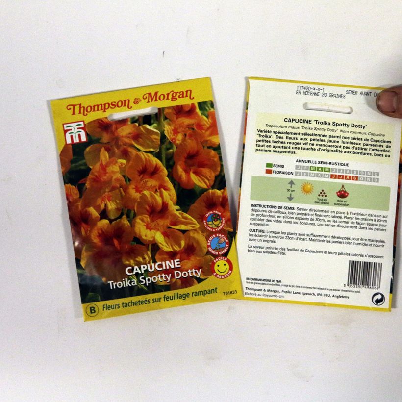 Esimerkki toimitetusta Isoköynnöskrassi Troika Spotty Dotty (siemenet) per pack of 20 seeds-taimesta