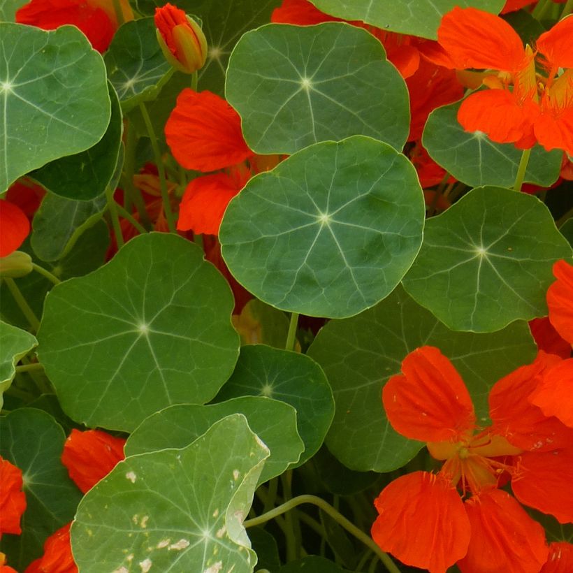 Köynnöskrassi Whirlybird Orange (siemenet) (Foliage)