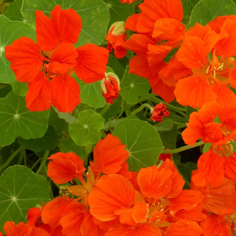 Köynnöskrassi Whirlybird Orange (siemenet) (Flowering)