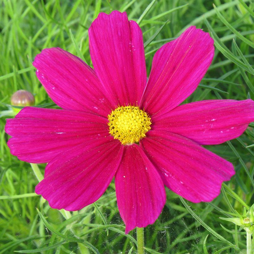 Kosmoskukka Sonata Carmine (Royal Dwarf Carmine) (siemenet) (Kukinta)