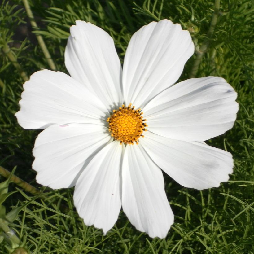 Kosmoskukka Sonata White (siemenet) (Kukinta)