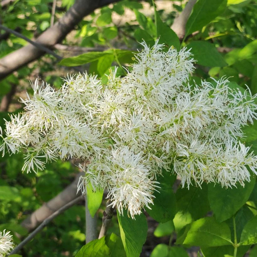 Mannasaarni (siemenet) - Fraxinus ornus (Kukinta)