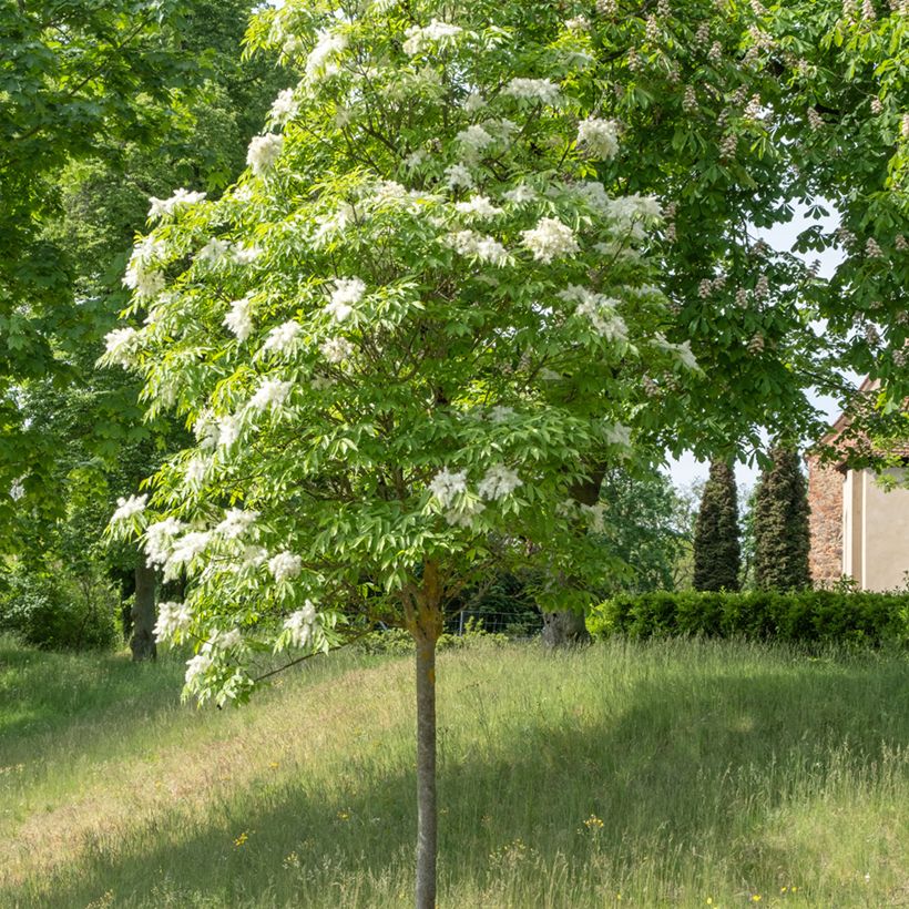 Mannasaarni (siemenet) - Fraxinus ornus (Kasvutapa)