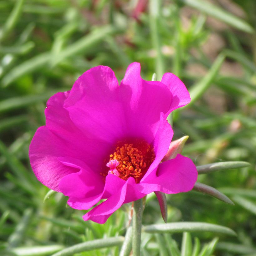 Koristeportulakka Single Ruby (siemenet) (Kukinta)
