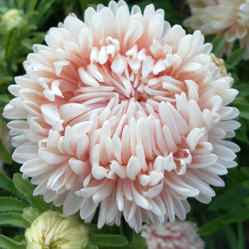 Kiinanasteri Duchesse (siemenet) (Kukinta)