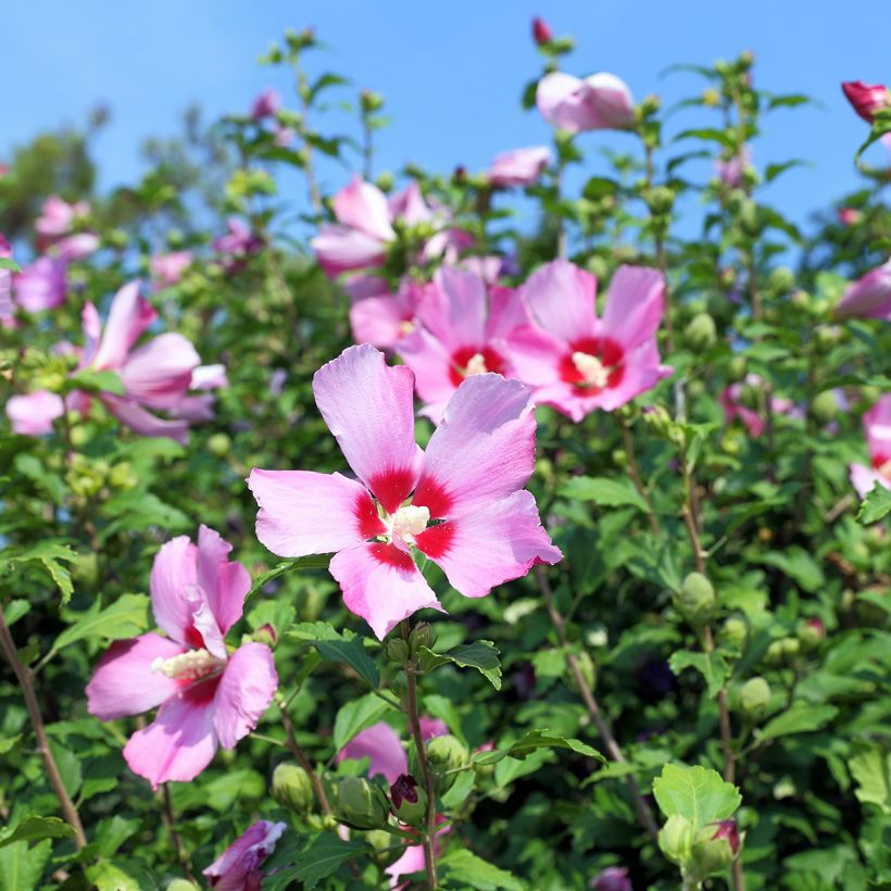 Syyrianhiiskus (siemenet) - Hibiscus syriacus (Kukinta)