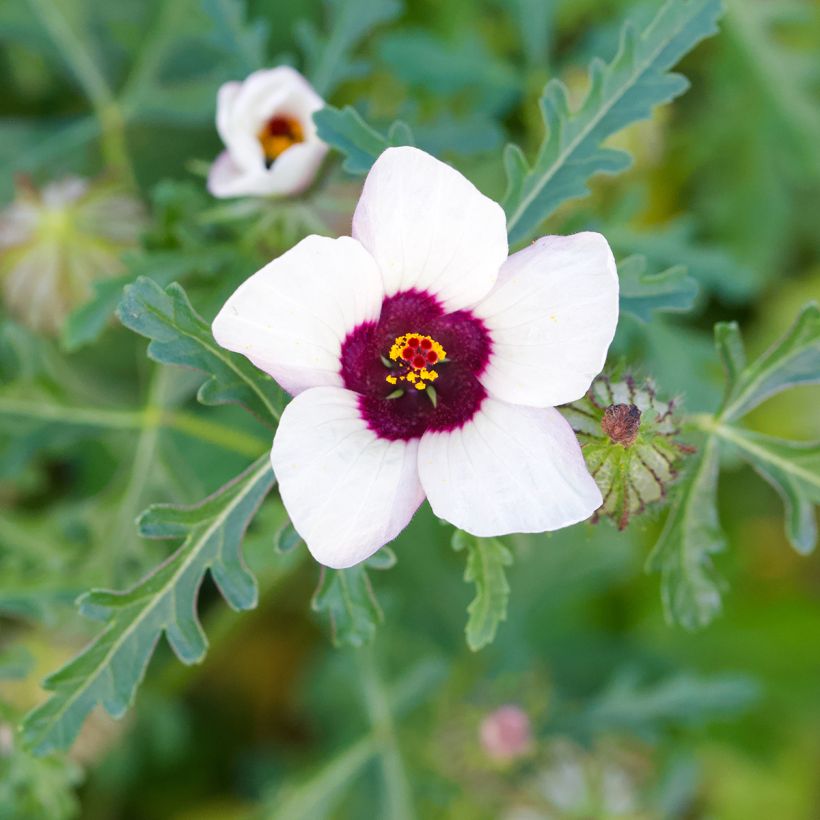 Ajannäyttäjä (siemenet) - Hibiscus trionum (Kukinta)