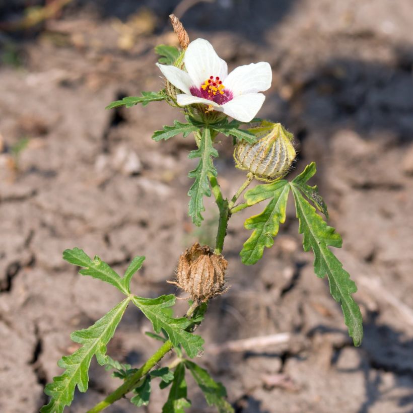 Ajannäyttäjä (siemenet) - Hibiscus trionum (Kasvutapa)