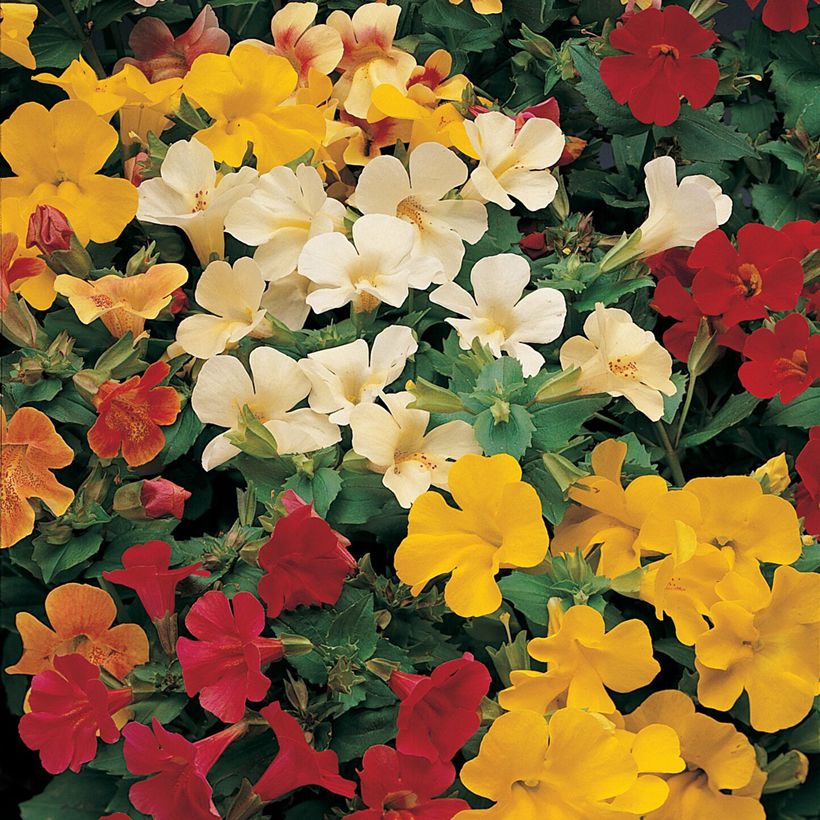 Apinankukka Mystic Mixed (siemenet) (Kukinta)