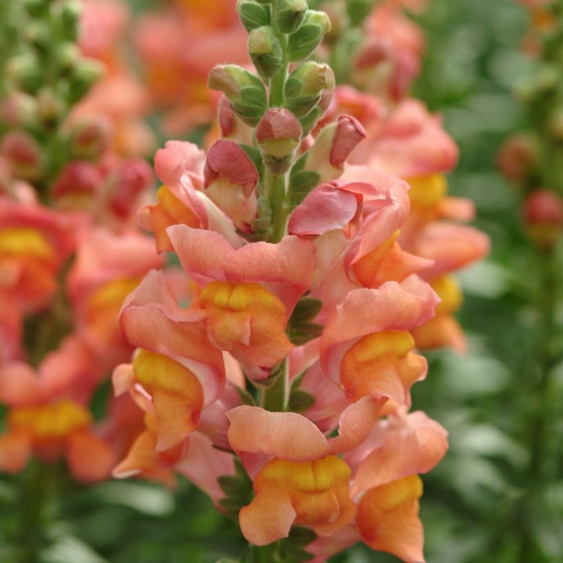 Leijonankita Potomac Orange (Kukinta)