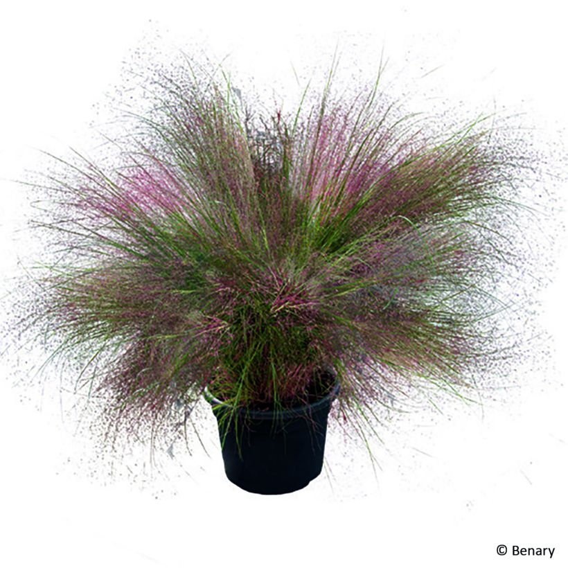 Muhlenbergia reverchonii Rosy (siemenet) (Kasvutapa)