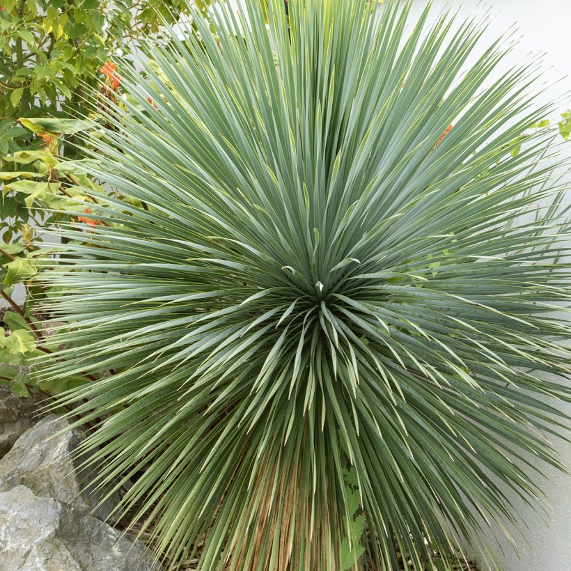 Jukka (siemenet) - Yucca rostrata (Lehvistö)