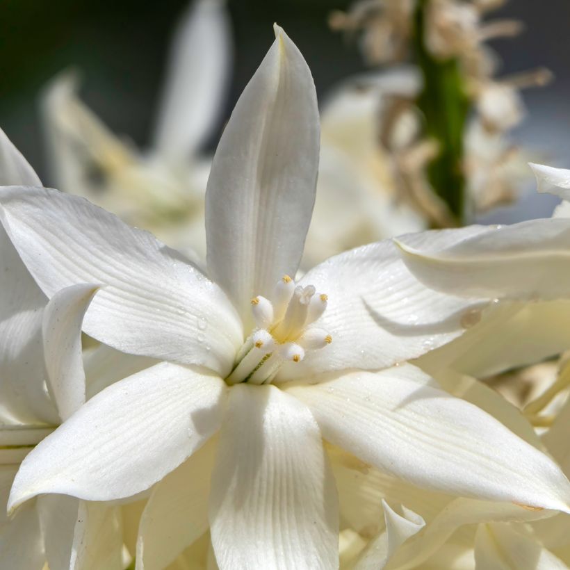 Jukka (siemenet) - Yucca rostrata (Kukinta)