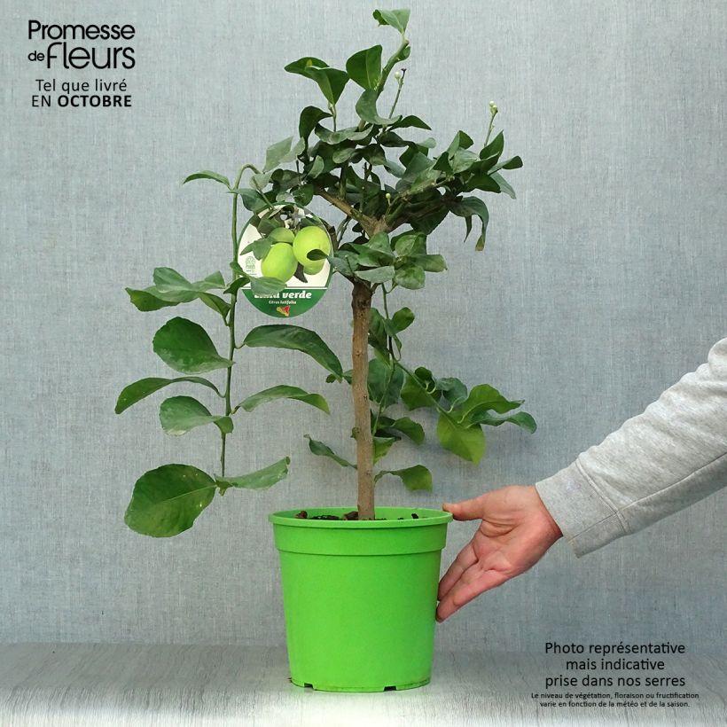 Esimerkki syksyllä toimitetusta Persianlimetti - Citrus x latifolia 4 litran/5 litran ruukku, 1/4 runko-taimesta