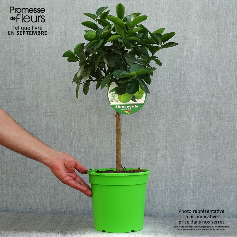 Esimerkki kesällä toimitetusta Persianlimetti - Citrus x latifolia 4 litran/5 litran ruukku, 1/4 runko-taimesta