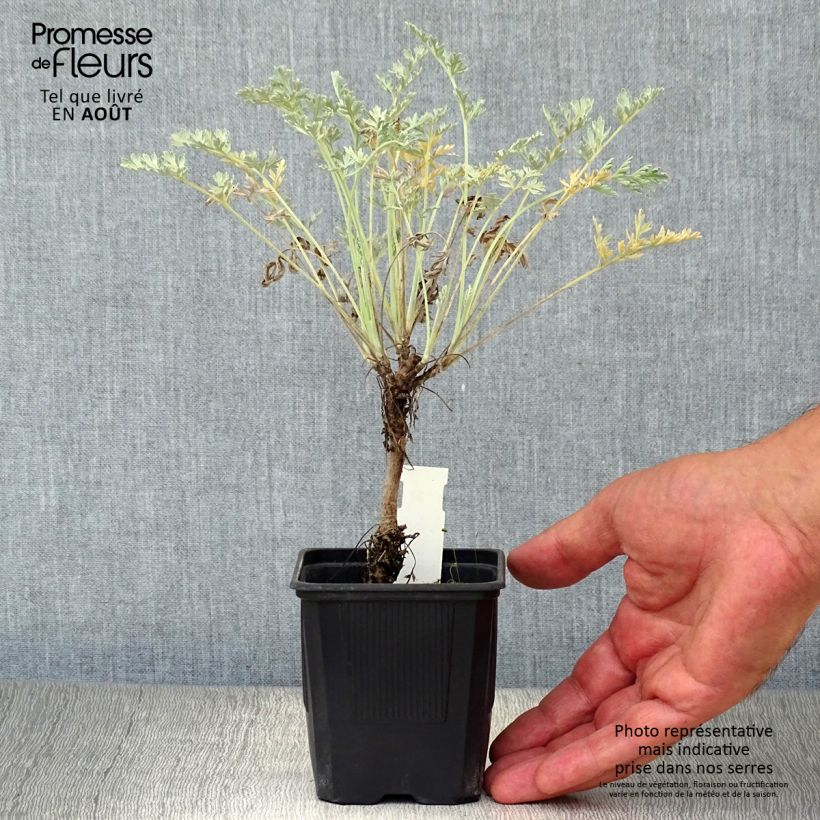 Esimerkki kesällä toimitetusta Koiruoho Lambrook Silver Godet de 8/9 cm-taimesta