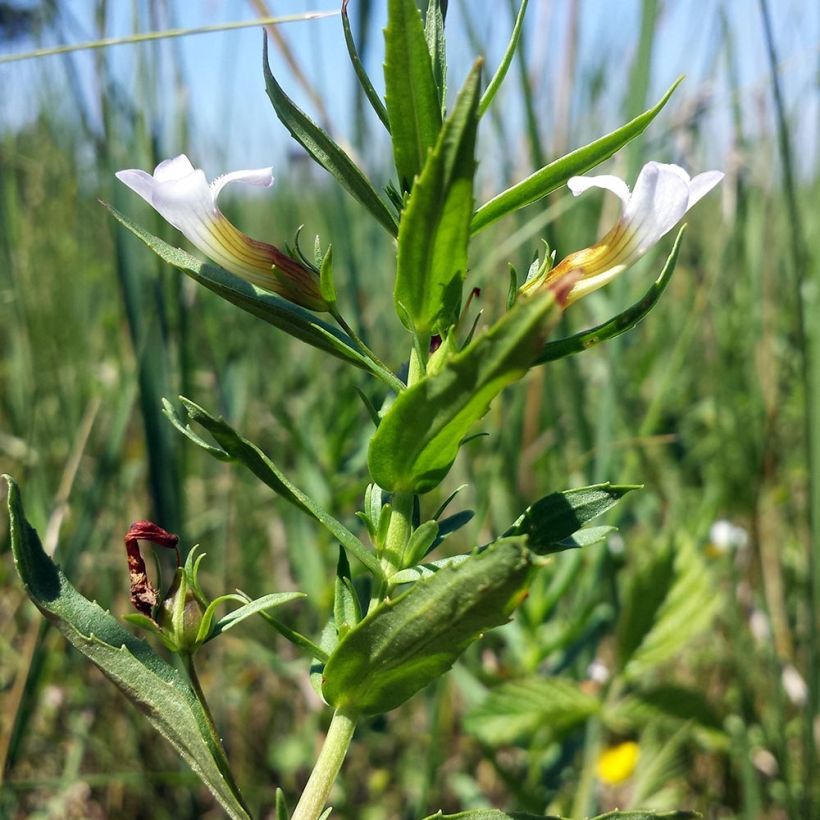 Rohtokuntio - Gratiola officinalis (Lehvistö)