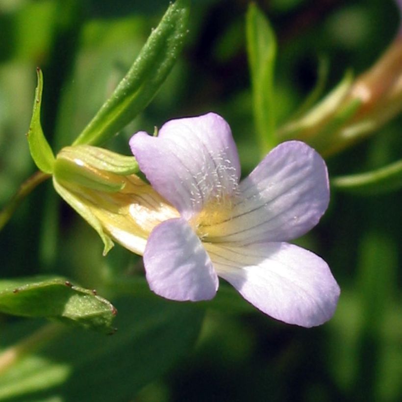 Rohtokuntio - Gratiola officinalis (Kukinta)