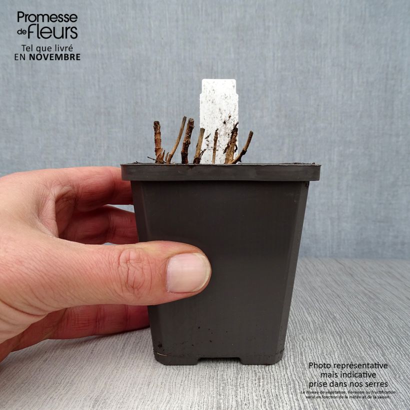 Esimerkki syksyllä toimitetusta Rohtokuntio - Gratiola officinalis 8/9 cm taimiruukku-taimesta