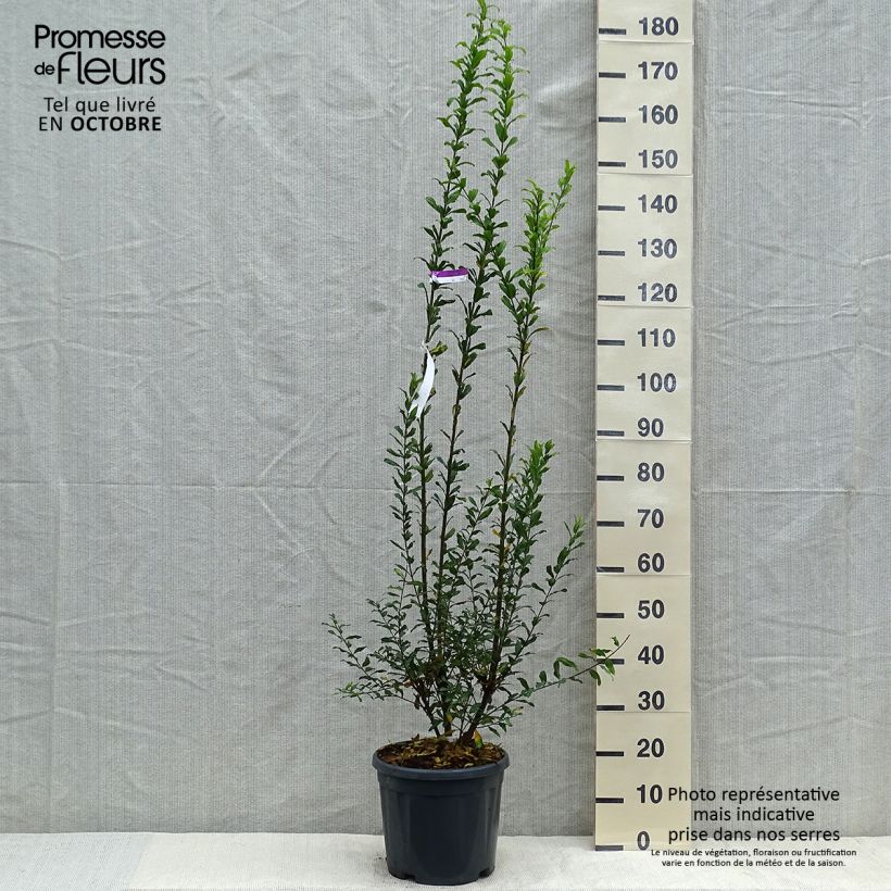 Esimerkki syksyllä toimitetusta Granaattiomena Noshi Shibari 7,5 litran / 10 litran ruukku, Pensas-taimesta