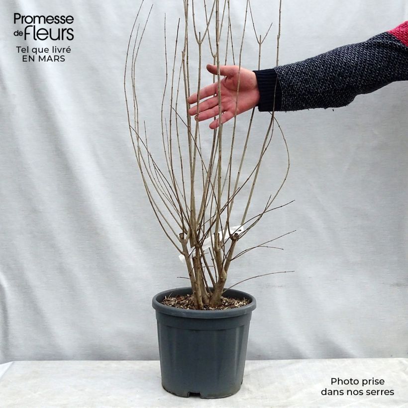 Esimerkki keväällä toimitetusta Granaattiomena California Sunset Pot de 7,5L/10L-taimesta