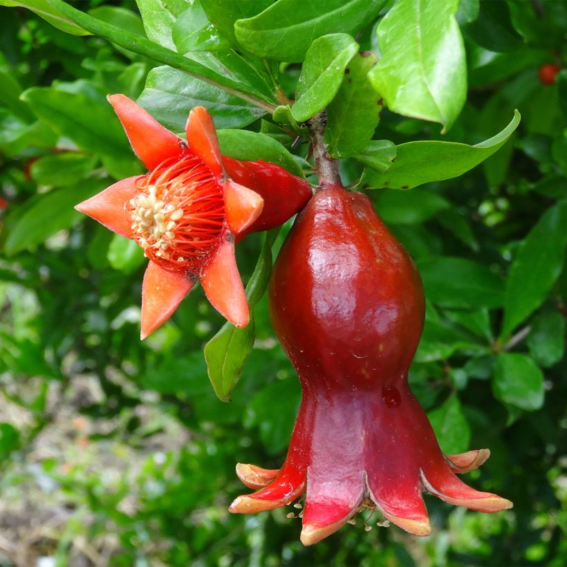 Granaattiomena - Punica granatum (Kukinta)